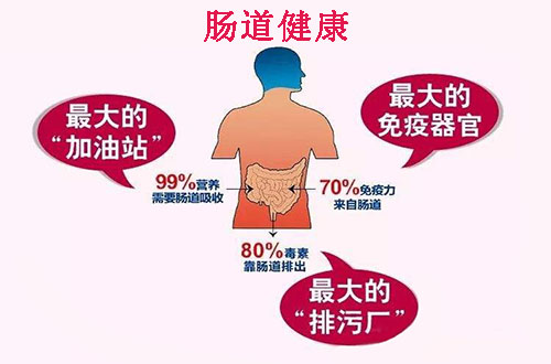 該如何保護腸道健康