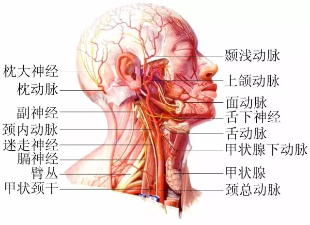 脖子才是身體最致命的位置！